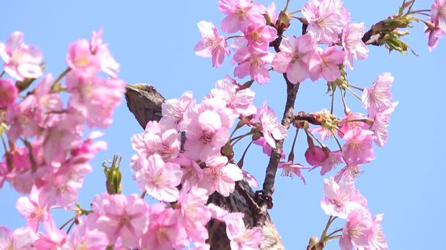 満開の早咲き桜、河津桜の花蜜を食べるヒヨドリのクローズアップ 4K