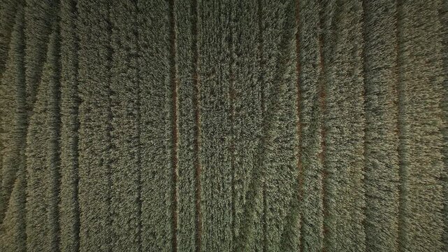 Drone moves up from directly above a wheat field, revealing parallel tractor lines and subtle diagonal tracks forming a geometric agricultural pattern.