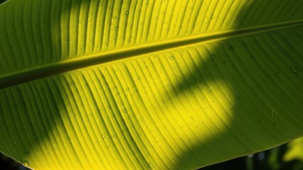Radiant banana leaf texture with morning dew illuminated by natural sunlight