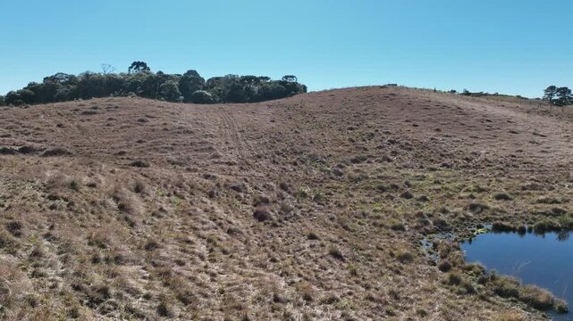 Cinematic low-altitude drone flight over golden native pastures during winter. Showcases the unique textures and colors of the highland vegetation in Serra Gaucha, Brazil, under a clear sky.