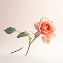 A single, peach-colored rose with stem and leaves against a soft background