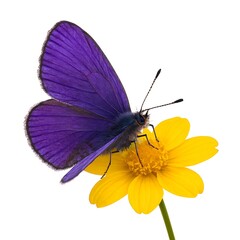 Beautiful macro of an orange and black butterfly with delicate wings on a vibrant garden flower and isolated on a white background