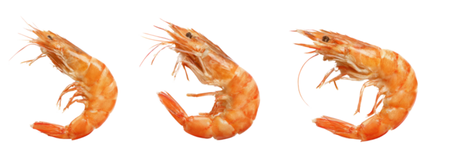 Cooking fresh shrimp with transparent background culinary art natural lighting close-up