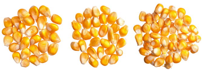 Corn kernels on transparent background food still life bright colorful display close-up view