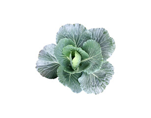 Isolated organic green cabbage head with clipping path.