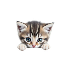 A curious kitten peeking over the edge on a transparent background