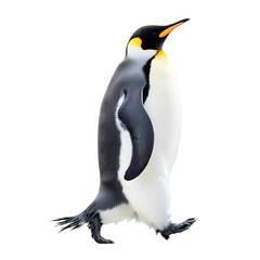 A king penguin standing on a transparent background
