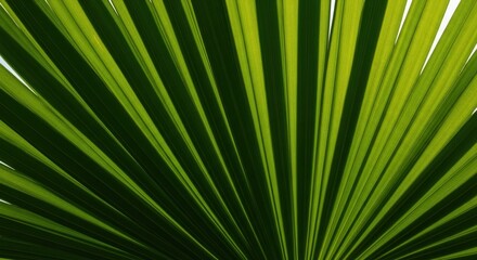 Obraz premium Green Palm Leaf Texture Backlit
