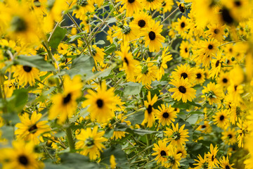 Yellow Sunflower Field in Full Bloom