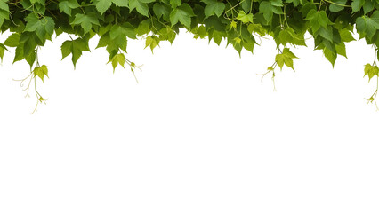 Lush vibrant green leaves and delicate curling tendrils from a thriving vine elegantly frame the top space, offering a versatile organic design element for nature-themed projects and fresh seasonal