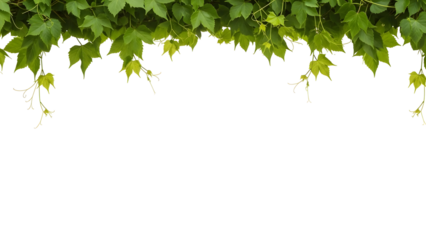 Lush vibrant green leaves and delicate curling tendrils from a thriving vine elegantly frame the top space, offering a versatile organic design element for nature-themed projects and fresh seasonal