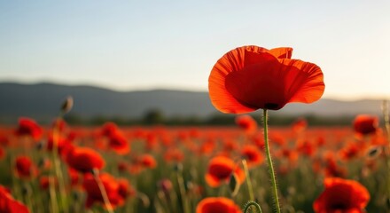 Red Poppies Field Sunset Sky