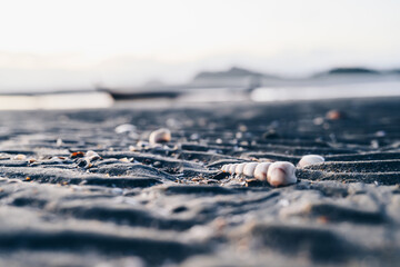 Seashells on Sandy Beach with Shallow Depth of Field