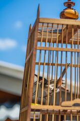Red-whiskered Bulbul in Wooden Birdcage Against Blue Sky