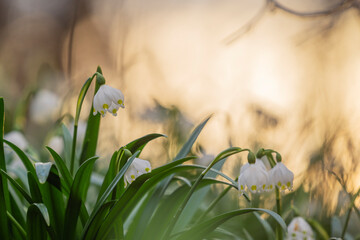 Spring snowflake flowers in bloom with atmospheric mood in Bavaria