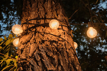 String lights wrap around tree trunk, glowing warmly in the evening