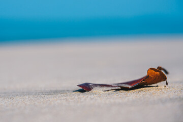 Dried Leaf on Sandy Beach with Soft Blue Background