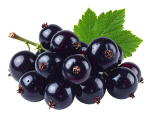   Floating Black Currant Berries and Stem, Sharp Detail and Natural Color, Transparent Pong
