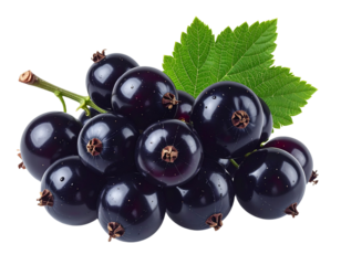   Floating Black Currant Berries and Stem, Sharp Detail and Natural Color, Transparent Pong