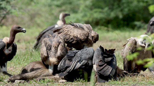 vulture on Carcass 