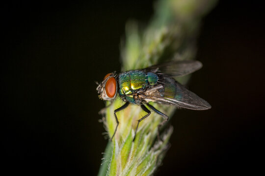 close up of a hairy maggot blow fly against out of focus background