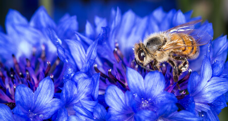 close up of Honey Bee collecting nectar from flower © Nathan McClunie