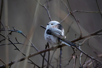 Long-tailed Tit on a branch. © Dead Tree World