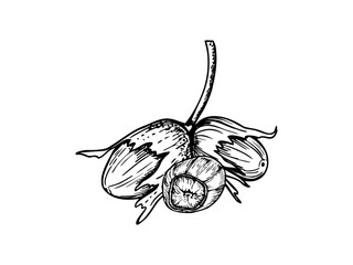 Hazelnuts on stem monochrome vector line art black ink sketch. Ripe nut pods in shell composition. Etching drawing of edible autumn harvest seeds for packaging, culinary recipe, food blogs