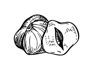 Two peeled hazelnuts line ink illustration. Monochrome ripe dried nuts composition. Etching drawing of pods for healthy food packaging, nutritional blog posts, cooking website elements