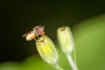 Close up of Melangyna novaezelandiae, commonly referred to as the large hoverfly, feeding on pollen