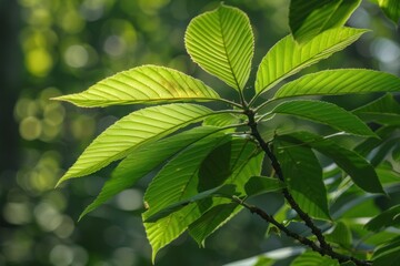 Sunlight filters through vibrant green leaves on a branch, creating a beautiful natural scene
