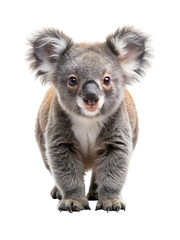 An adorable koala joey with large furry ears stands and gazes forward