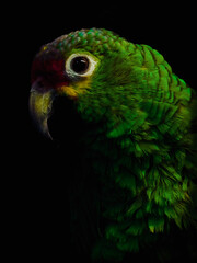 Obraz premium A tight profile shot of a green parrot, emphasizing the circular white patch around the eye and the texture of the neck feathers.