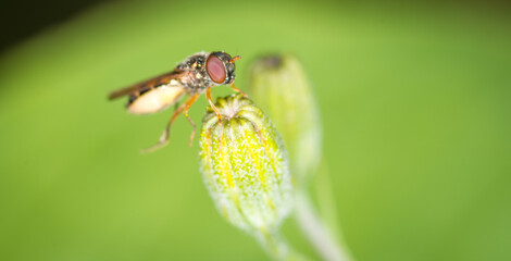 Close up of Melangyna novaezelandiae, commonly referred to as the large hoverfly, feeding on pollen