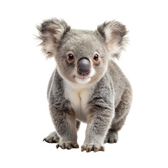 A cute koala joey posing and looking directly at the camera with its big nose