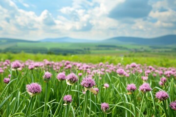Fototapeta premium Purple chives flowers blooming in a field, with green hills and a cloudy sky creating a picturesque landscape