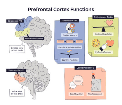 Prefrontal cortex functions shown in a brief doodle, brain map, labeled PFC regions, panels for memory, emotion, and decision-making, conveys control and rewards. Doodle style diagram