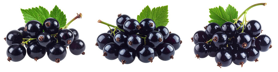  Black Currant Cluster with Stem, Realistic Arrangement, Isolated on Transparent Background