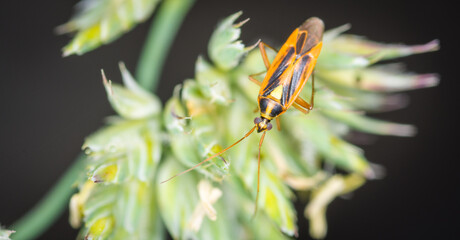 Close up of Stenotus binotatus, commonly known as the Slender crop mirid