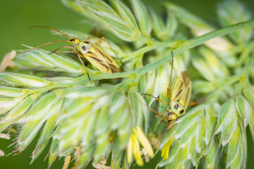 Close up of Stenotus binotatus, commonly known as the Slender crop mirid