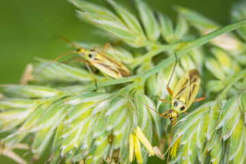 Close up of Stenotus binotatus, commonly known as the Slender crop mirid