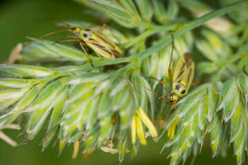 Close up of Stenotus binotatus, commonly known as the Slender crop mirid