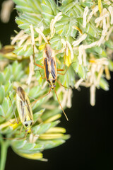 Close up of Stenotus binotatus, commonly known as the Slender crop mirid