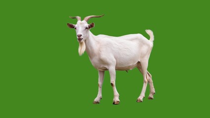 White Goat Standing Green BG.