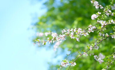 Spring floral nature background with gentle light sakura flowers on branches. flowering white sakura cherry tree in green garden. blossom spring aesthetic. template for design. copy space