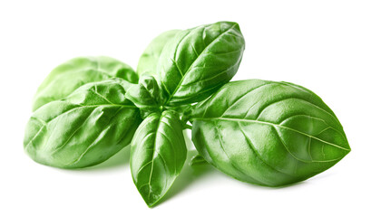 Fototapeta premium Basil leaves. Basil leaves isolated on white