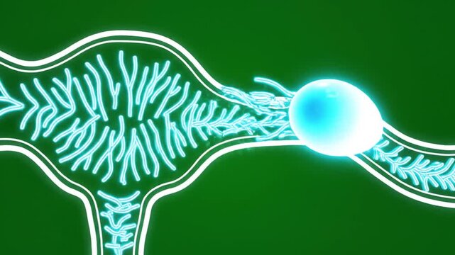 Neon Hologram Animation Showing Fallopian Tube Cilia Movement with Green Screen Background for Medical Education and