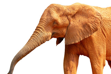 A large wild African elephant with massive ivory tusks and huge ears stands isolated against a white background