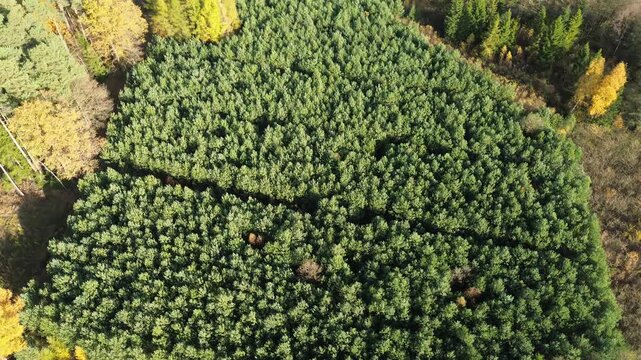 Vibrant fall colors in a European mixed forest