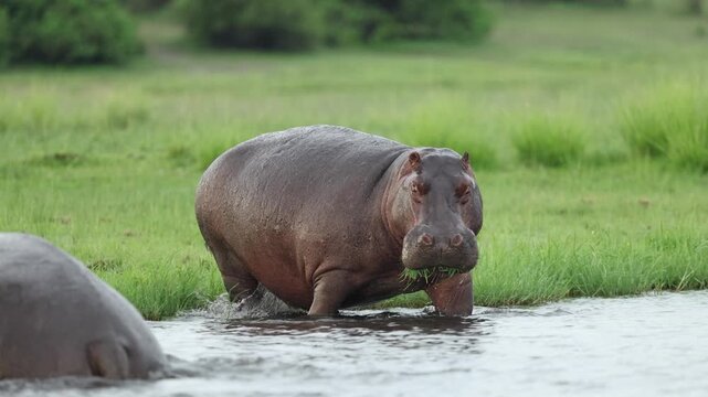 A large hippopotamus enters the Chobe river water, showcasing the power and calm of African wildlife.